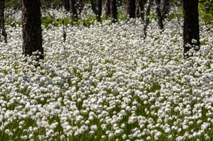  Tupp-villpea (Eriophorum vaginatum) väli metsa all