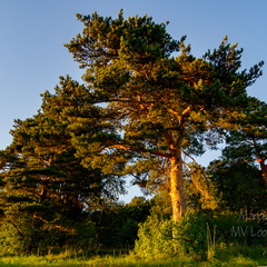  Mänd Tõrva lähistel