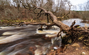 Ümberkukkunud puu Jõelähtme jõel