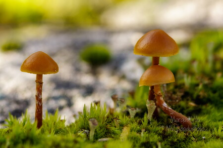  Väiksed seenekesed