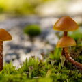  Väiksed seenekesed