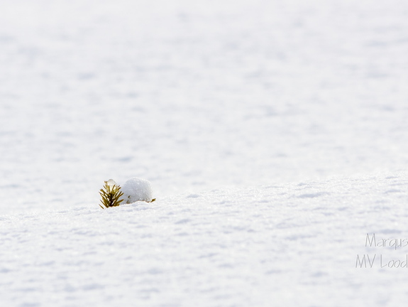  Kuusepuu tipp lumest välja ulatumas