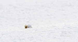  Kuusepuu tipp lumest välja ulatumas