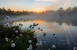   Päikesetõus uduse raba lauka juures