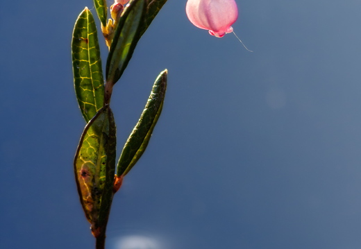  Harilik küüvits vees