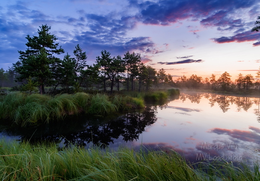  Lopsaka taimestikuga rabasaar