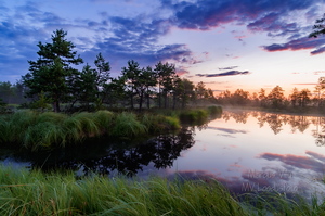  Lopsaka taimestikuga rabasaar