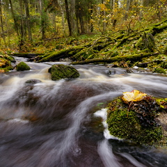 Kiire vooluga ojake metsa all