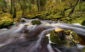 Kiire vooluga ojake metsa all