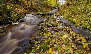 Vasaristi joastiku sügisvärvid