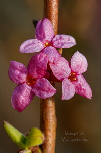 Harilik näsiniin (Daphne mezereum), õied