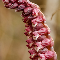  Harilik käopäkk (Lathraea squamaria)