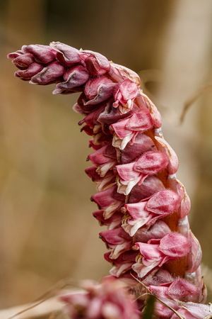  Harilik käopäkk (Lathraea squamaria)