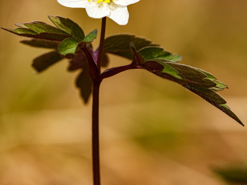  Õitsev valge ülane