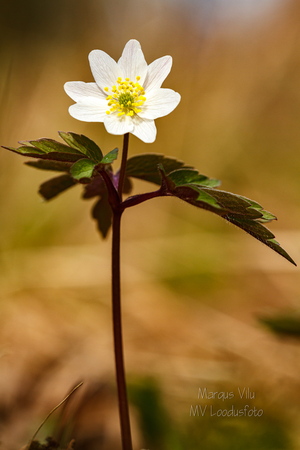  Õitsev valge ülane