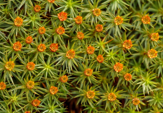 Harilik karusammal ehk käolina (Polytrichum commune)