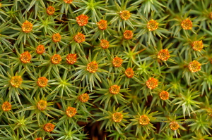 Harilik karusammal ehk käolina (Polytrichum commune)