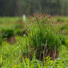  Poku ehk Tarn (Carex)