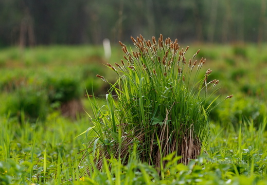  Poku ehk Tarn (Carex)