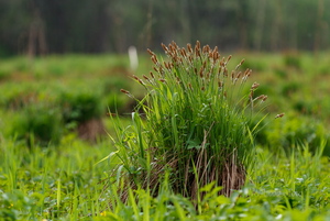  Poku ehk Tarn (Carex)