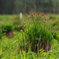  Poku ehk Tarn (Carex)