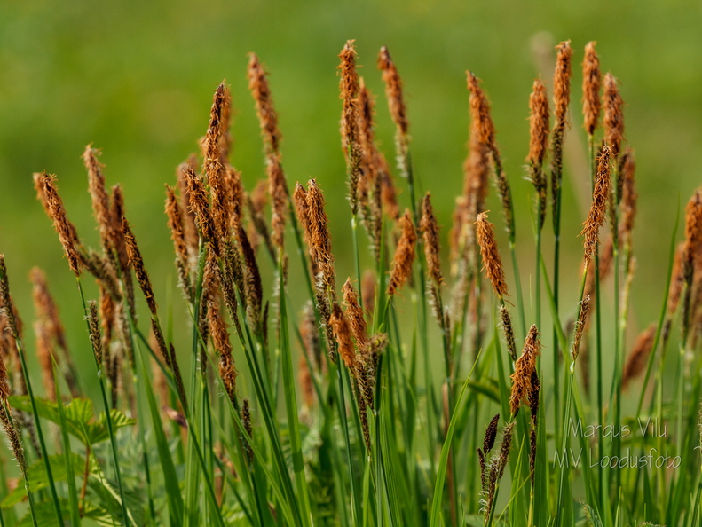  Poku ehk Tarn (Carex)