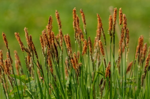  Poku ehk Tarn (Carex)