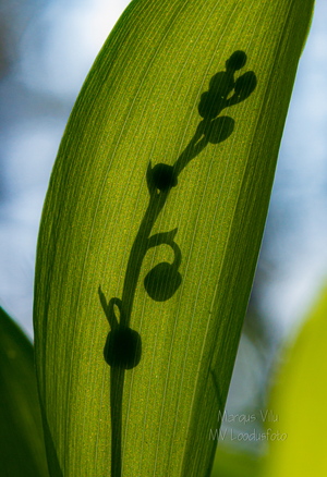 Maikelluke ehk piibeleht (Convallaria majalis L.)