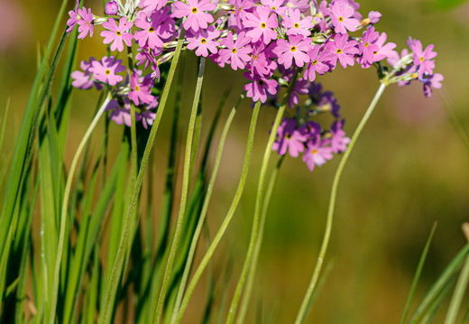  Pääsusilm (Primula farinosa)