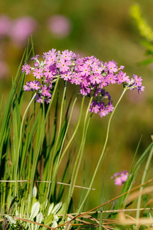  Pääsusilm (Primula farinosa)