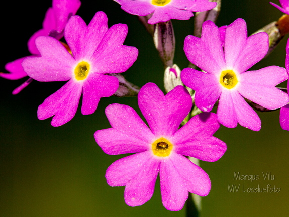  Pääsusilm (Primula farinosa)