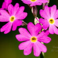  Pääsusilm (Primula farinosa)
