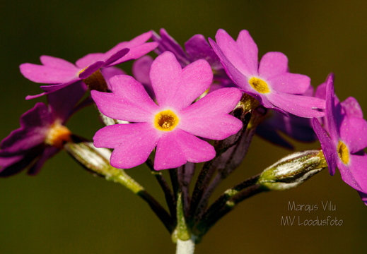 Pääsusilm (Primula farinosa)