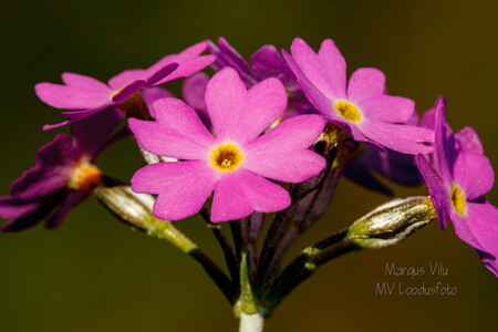 Pääsusilm (Primula farinosa)