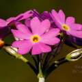 Pääsusilm (Primula farinosa)