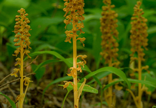  Pruunikas pesajuur (Neottia nidus-avis)