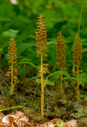  Pruunikas pesajuur (Neottia nidus-avis)