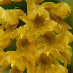  Pruunikas pesajuur (Neottia nidus-avis)