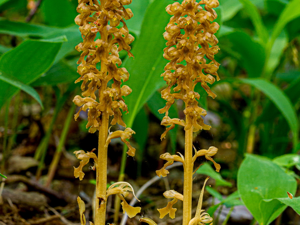  Pruunikas pesajuur (Neottia nidus-avis)