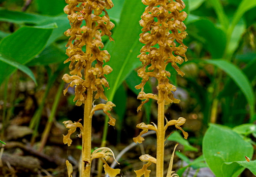  Pruunikas pesajuur (Neottia nidus-avis)