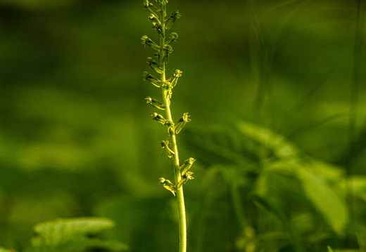 Suur käopõll (Neottia ovata),
