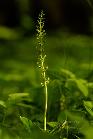 Suur käopõll (Neottia ovata),
