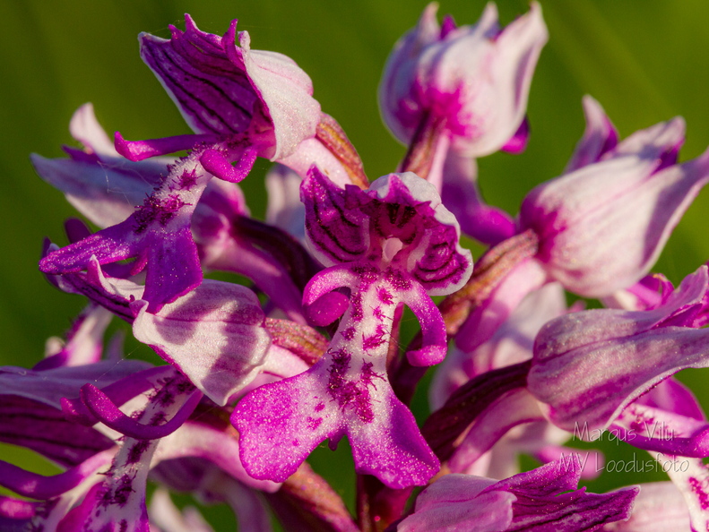  Hall käpp (Orchis militaris)