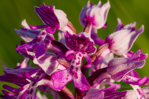  Hall käpp (Orchis militaris)