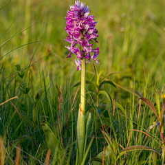  Hall käpp (Orchis militaris)