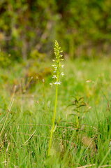   Kahelehine käokeel (Platanthera bifolia), ööviiul