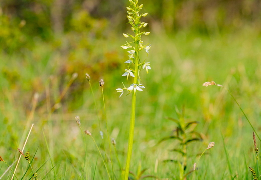   Kahelehine käokeel (Platanthera bifolia), ööviiul