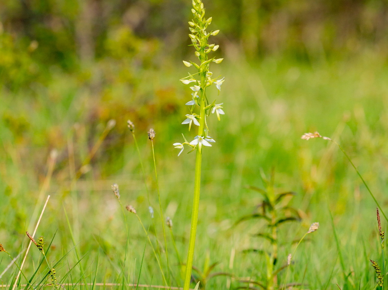   Kahelehine käokeel (Platanthera bifolia), ööviiul