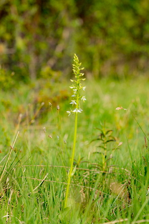   Kahelehine käokeel (Platanthera bifolia), ööviiul