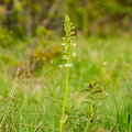   Kahelehine käokeel (Platanthera bifolia), ööviiul